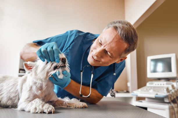 Best Same-Day Emergency Dentist in Lewisport, KY
